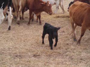 1-10-15 heifer