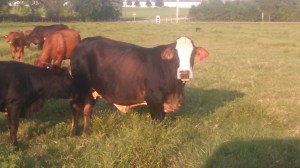 IMG_20140910_183001_741