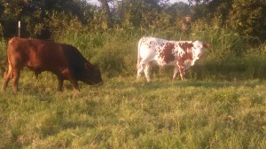 IMG_20140910_183222_463